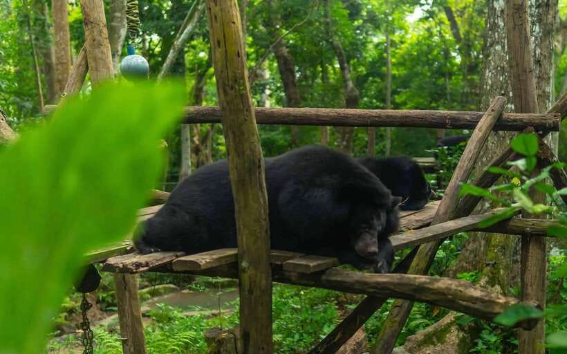 Kuang Si Waterfall, Tree Top Cafe, Ziplining - The 542 steps to The View