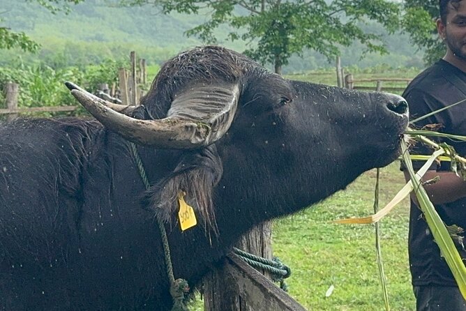 Laos Buffalo Dairy Tours Interact, Learn and Taste Fresh Flavors - Key points at a glance