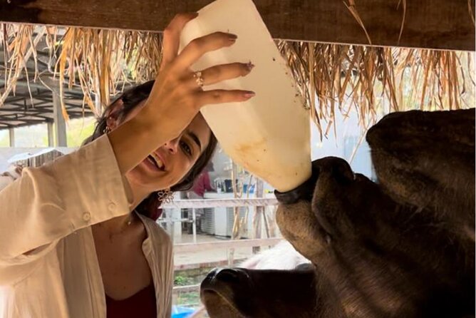 Laos Buffalo Dairy Tours Interact, Learn and Taste Fresh Flavors - Meeting the buffalo at Ban Muang Khay
