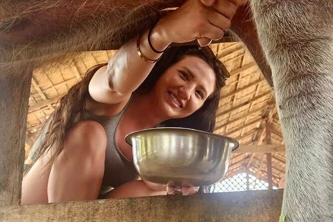 Laos Buffalo Dairy Tours Interact, Learn and Taste Fresh Flavors - Timing, transport, and practical planning