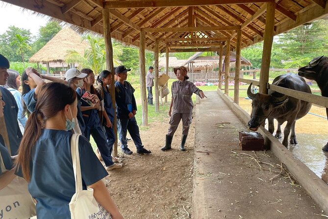 Laos Buffalo Dairy Tours Interact, Learn and Taste Fresh Flavors - The ethical side of the experience
