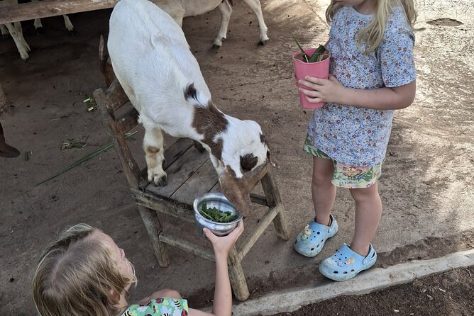 Laos Buffalo Dairy Tours Interact, Learn and Taste Fresh Flavors - Baby buffalo, goats, pigs, and rabbits