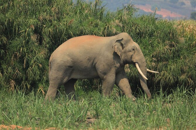 Laos Elephant Sanctuary keeper+ Kuangsi waterfall +Hmong village - Key points for choosing this day trip
