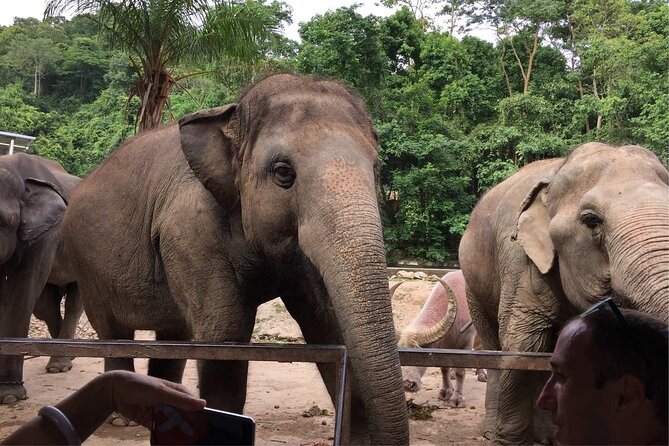 Laos Elephant Sanctuary keeper+ Kuangsi waterfall +Hmong village - Why the elephant visit feels different