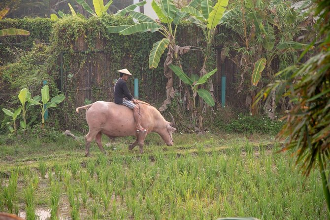 Living Land Rice Farming Experience - Why this rice farm feels different from a normal Luang Prabang tour