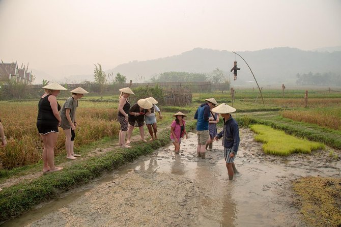 Living Land Rice Farming Experience - Planting, harvesting, and the fourteen steps of rice