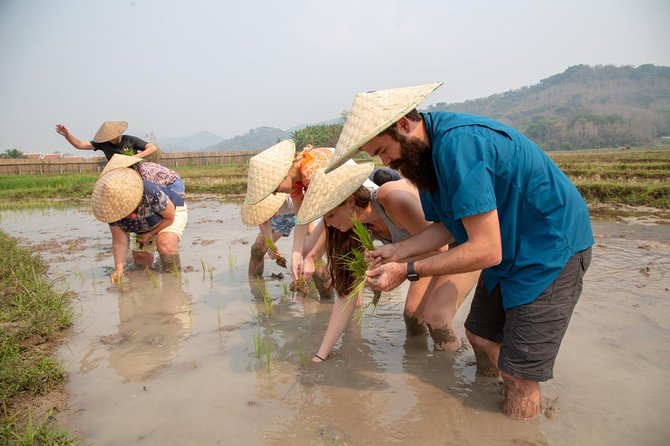 Living Land Rice Farming Experience - The Luang Prabang lunch and rice snacks