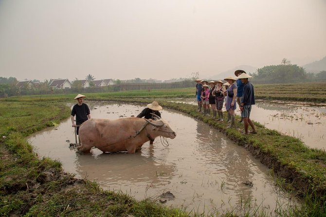 Living Land Rice Farming Experience - Preparing the paddy with a water buffalo