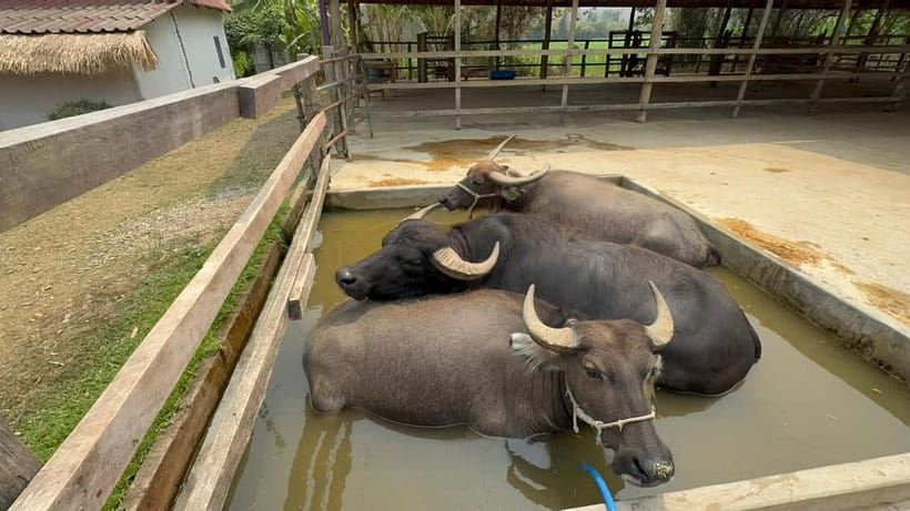 Luang Prabang: Farm Tour and Buffalo Buffet Adventure - Meeting Luang Prabang’s gentle farm giants