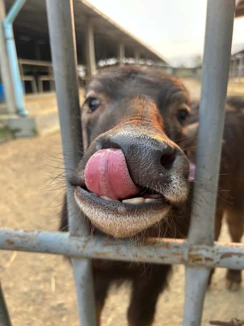 Luang Prabang: Farm Tour and Buffalo Buffet Adventure - Languages, timing, and what to bring