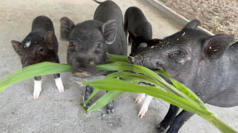 Luang Prabang: Farm Tour and Buffalo Buffet Adventure - Booking flexibility for changing Luang Prabang plans