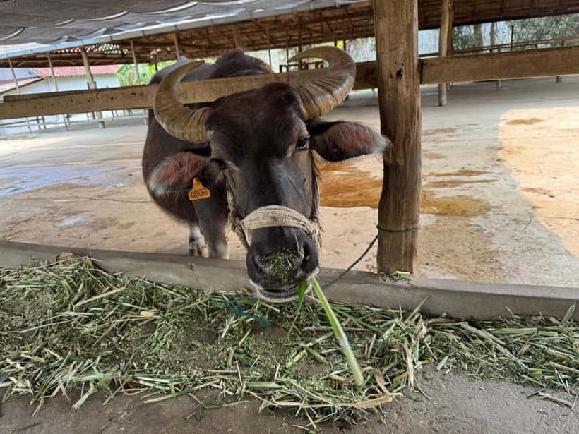 Luang Prabang: Farm Tour and Buffalo Buffet Adventure - How to decide if it belongs in your itinerary