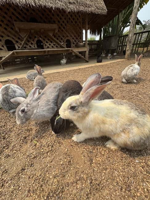 Luang Prabang: Farm Tour and Buffalo Buffet Adventure - Rabbits, pigs, and baby buffalo