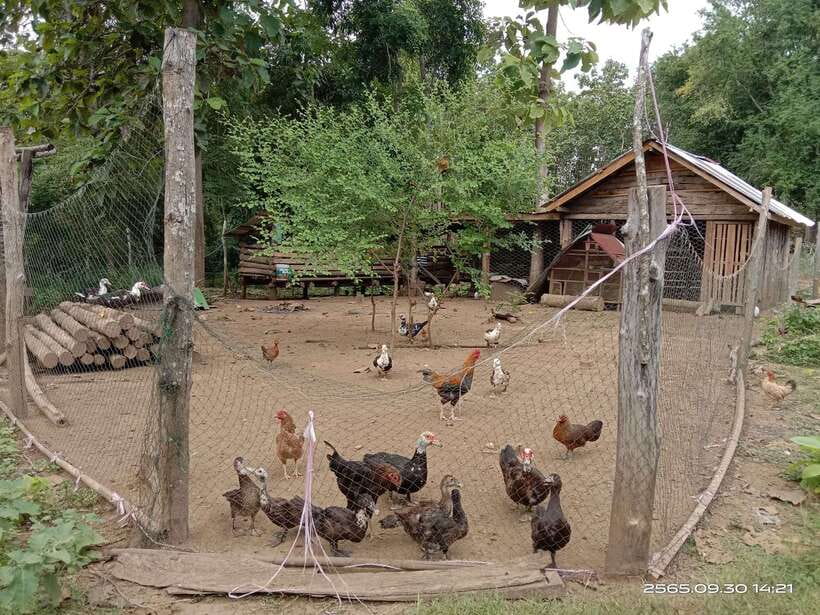 Luang Prabang: Hiking Off the Beaten Track with Picnic Lunch - Is $85 a fair price?
