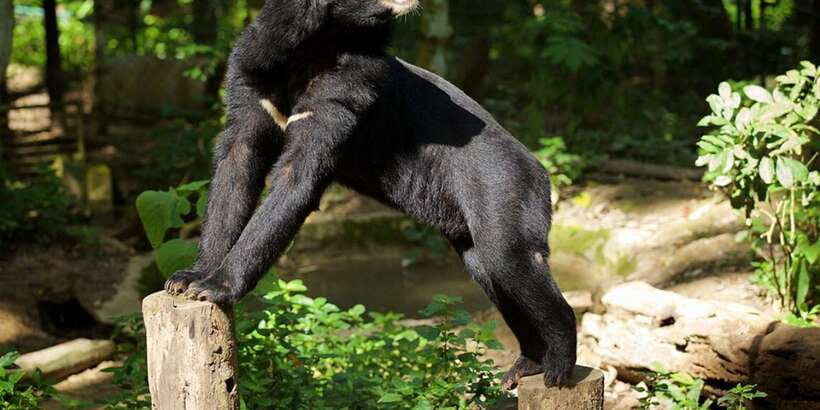 Luang Prabang: Kuang Si Bike Ride & Long-Tail Boat Cruise - Meeting the Asiatic bears along the jungle walk