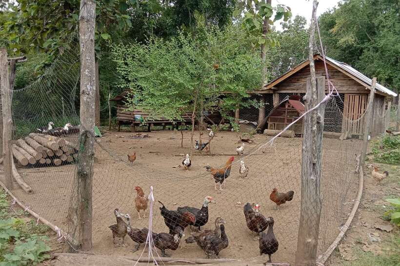 Luang Prabang: Organic Farm Experience & Hike to Kuang si - The tuk-tuk ride from Luang Prabang to Ban Pak Si