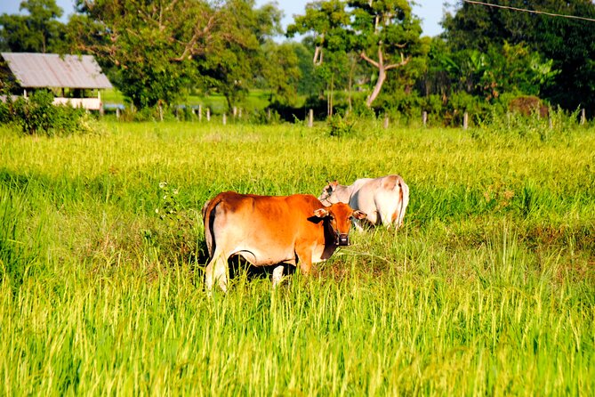 Vientiane Day Trip By Bike To Tad Moon Waterfall - Trading bicycles for kayaks on the Mekong